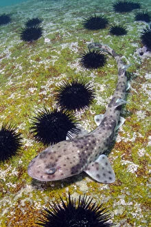 Redspotted catshark (Schroederichthys chilensis) on sea floor amongst Sea urchins