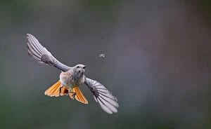 Songbird Gallery: Redstart (Phoenicurus phoenicurus) juvenile male, in flight, chasing an insect, Parainen Uto