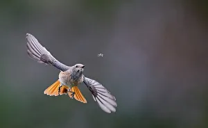 Southwest Finland Prints: Redstart (Phoenicurus phoenicurus) juvenile male