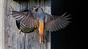 Chat Thrush Prints: Redstart (Phoenicurus phoenicurus) male