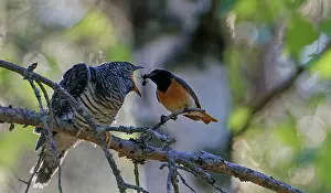 Chat Thrush Prints: Redstart (Phoenicurus phoenicurus) male