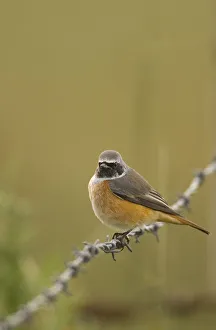Migration Prints: Redstart (Phoenicurus phoenicurus) perched on a barbed wire fence during autumn migration