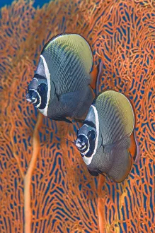 Thailand Prints: Redtail butterflyfish (Chaetodon collare) pair in front of a smooth Sea fan