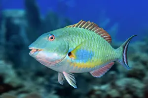 Scaridae Prints: Redtail parrotfish (Sparisoma chrysopterum) portrait