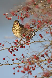 Redwing (Turdus iliacus) feeding on Hawthorn (Crataegus monogyna) berries in winter hedgerow