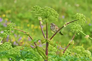 Umbelliferae Prints: Redwing (Turdus iliacus) fledgling perched on Angelica (Angelica archangelica) stem
