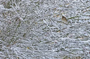 Redwing (Turdus iliacus) perched in a snow covered hedgerow, Cambridgeshire, England