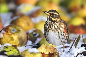 Images Dated 18th December 2009: Redwing (Turdus iliacus) in winter on windfall apples. Dorset, UK, December 2010