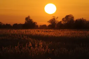 Reed beds on Joist Fen at sunset, Lakenheath Fen RSPB Reserve, Suffolk, UK, April 2011