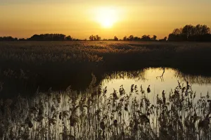 Images Dated 10th April 2011: Reed beds (Phragmites sp), Joist Fen at sunset, Lakenheath Fen RSPB Reserve, Suffolk