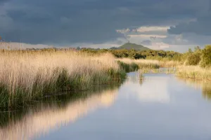 Reed beds and view towards Glastonbury Tor from Ham Wall (RSPB Nature Reserve) late evening light