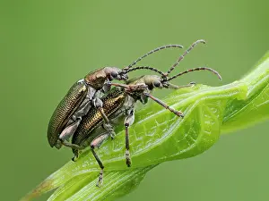 Chrysomelidae Prints: Reed beetles (Donacia aquatica) pair mating on waterside vegetation