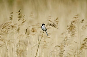 Reed bunting (Emberiza schoeniclus) male perched on reeds, Woodwalton Fen, Cambridgeshire Fens