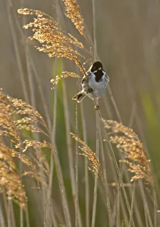Phragmites Prints: Reed bunting (Emberiza schoeniclus) adult male perched in reedbed, Norfolk, UK, May