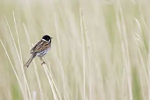 Reed bunting (Emberiza schoeniclus) male, perched among reeds singing, Suffolk, England, UK. May