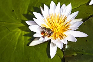 Images Dated 11th March 2009: Reed frog (Hyperolius sp) on water lily, Okavango Delta. Botswana