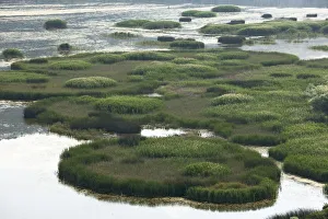 Images Dated 20th May 2009: Reed (Phragmites australis) islands, Svitavsko Lake, Hutovo Blato Nature Park, Bosnia