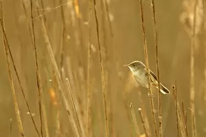 Reed warbler (Acrocephalus scirpaceus) adult perched in reedbed, Titchwell RSPB reserve