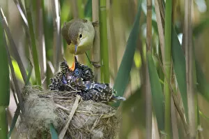 Images Dated 24th May 2011: Reed warbler (Acrocephalus scirpaceus) feeding 12 day chick of European cuckoo (Cuculus
