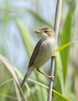 2018 February Highlights Collection: Reed warbler (Acrocephalus scirpaceus) with insect larvae in beak, Greylake RSPB Reserve