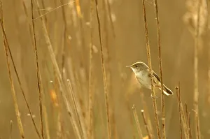 Warblers Prints: Reed warbler (Acrocephalus scirpaceus) adult perched in reedbed, Titchwell RSPB reserve