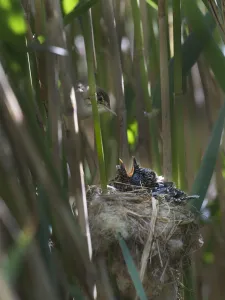 Reed Warbler (Acrocephalus scirpaceus) at nest feeding 12 day Cuckoo chick (Cuculus canorus)