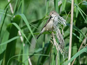 Gramineae Prints: Reed warbler (Acrocephalus scirpaceus) perched with beakful of Common reed (Phragmites australis)
