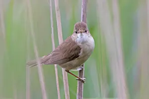 Warbler Prints: Reed warbler (Acrocephalus scirpaceus) perched among reeds, Norfolk, England, UK. June