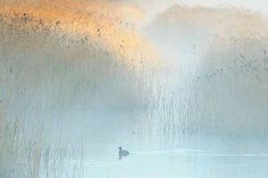 Reedbeds at dawn with Coot (Fulica atra) in mist, Lakenheath Fen RSPB Reserve, Suffolk, UK, May