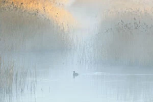 Images Dated 4th May 2011: Reedbeds at dawn with Coot (Fulica atra) in mist, Lakenheath Fen RSPB Reserve, Suffolk, UK, May