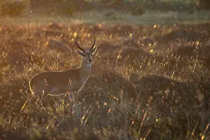 Okavango Delta Prints: Reedbuck (Redunca arundinum) male, standing alert in grassland, Okavango Delta, Botswana