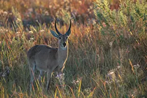 Okavango Delta Prints: Reedbuck (Redunca arundinum) standing in grassland, Okavango Delta, Botswana