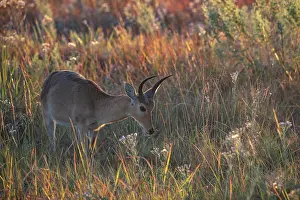 Okavango Delta Prints: Reedbuck (Redunca arundinum) standing in grassland, Okavango Delta, Botswana