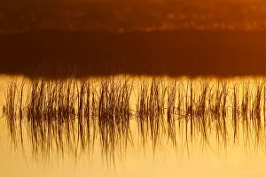 Images Dated 2nd July 2011: Reeds in bog pool, backlit at sunrise, Flow Country, Sutherland, Highlands, Scotland