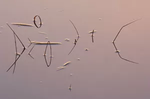 Images Dated 4th October 2018: Reeds reflected in water at sunrise, Klein Schietveld, Brasschaat, Belgium