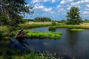 Reeds Prints: Reeds, trees and dead wood along River Oder and tributaries