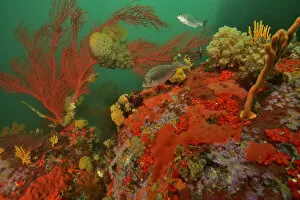 Images Dated 16th April 2021: Reef with gorgonian corals / sea fans, soft corals and sponges, Western Cape