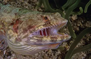 Lanternfish Prints: Reef lizardfish (Synodus variegatus) head portrait, Bali, Pacific Ocean