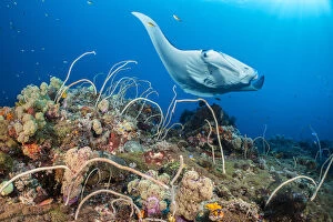 Reef manta (Mobula alfredi) female swimming close to a coral reef, while cleaner wrasse
