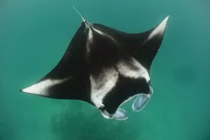 2020 April Highlights Gallery: Reef manta ray (Manta alfredi) filter feeding on plankton