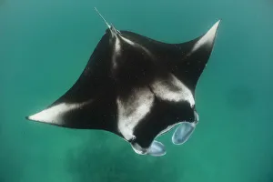 Maldive Islands Prints: Reef manta ray (Manta alfredi) filter feeding on plankton
