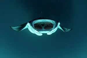 Maldive Islands Prints: Reef manta ray (Manta alfredi) performing a barrel roll while filter feeding on plankton