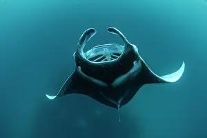 Maldive Islands Prints: Reef manta ray (Manta alfredi) performing a barrel roll while filter feeding on plankton