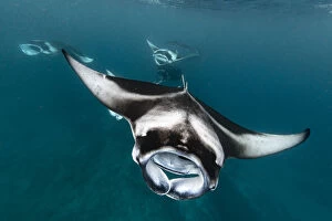 2019 December Highlights Gallery: Reef manta ray (Manta alfredi) shoal filter feeding on plankton concentrated by monsoon