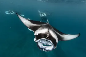 Maldive Islands Prints: Reef manta ray (Manta alfredi) shoal filter feeding on plankton concentrated by monsoon
