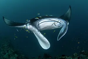 Maldive Islands Prints: Reef manta ray (Manta alfredi) surrounded by reef fish on a cleaning station