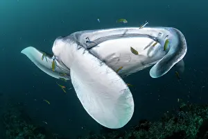 Maldive Islands Prints: Reef manta ray (Manta alfredi) surrounded by reef fish on a cleaning station
