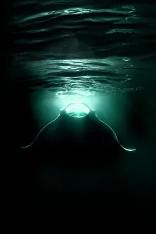 Night Gallery: Reef manta ray (Mobula alfredi) feeding on plankton aggregating in the lights from a boat at night