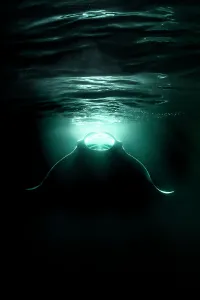 Maldive Islands Prints: Reef manta ray (Mobula alfredi) feeding on plankton aggregating in the lights from a boat at night