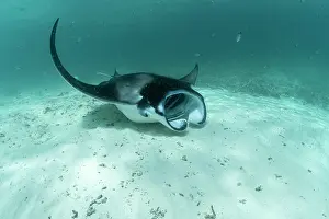 Maldive Islands Prints: Reef manta ray (Mobula alfredi) with mouth open